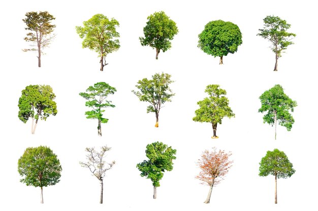 Trees in row against white background