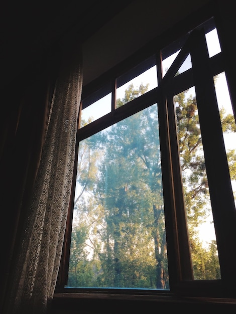 Trees seen through window