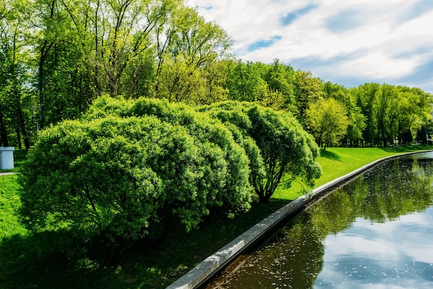 Trees and shrubs on the shore of the pond