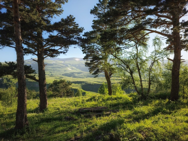 trees on the side of the mountain