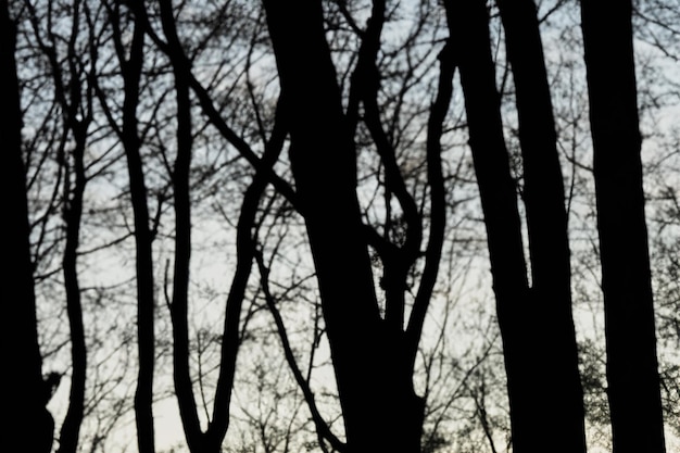 Trees silhouettes nature background