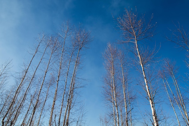 Trees and sky