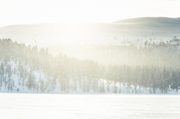 Photo trees on snow covered land