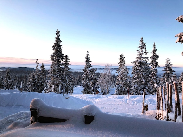 Trees on snow covered landscape against sky