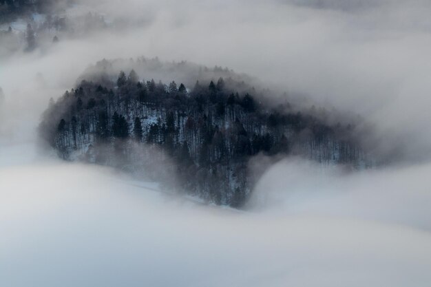 Photo trees on snow covered landscape against sky