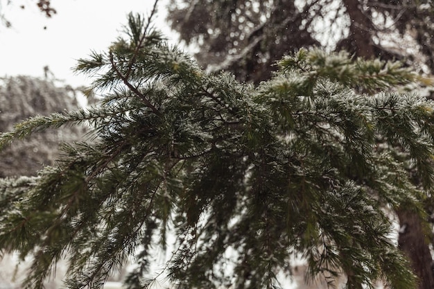 Trees in the snow winter landscapes