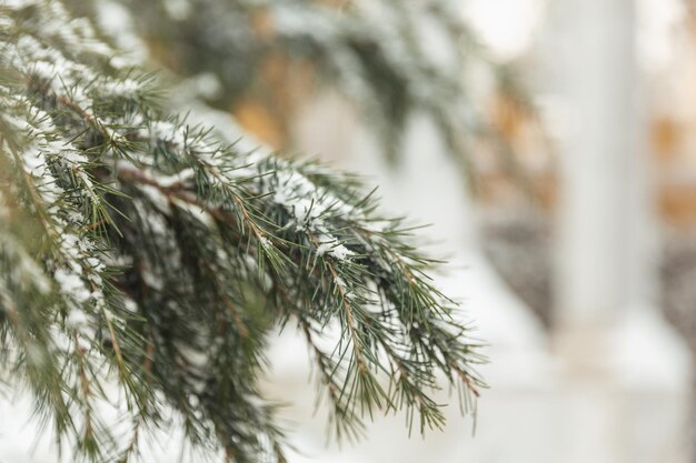 Trees in the snow winter landscapes