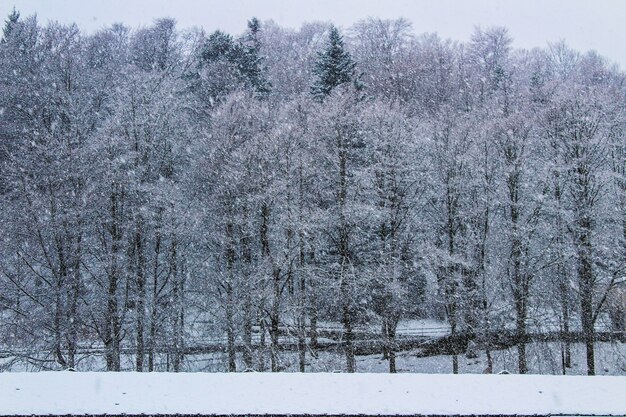 Trees in the snow