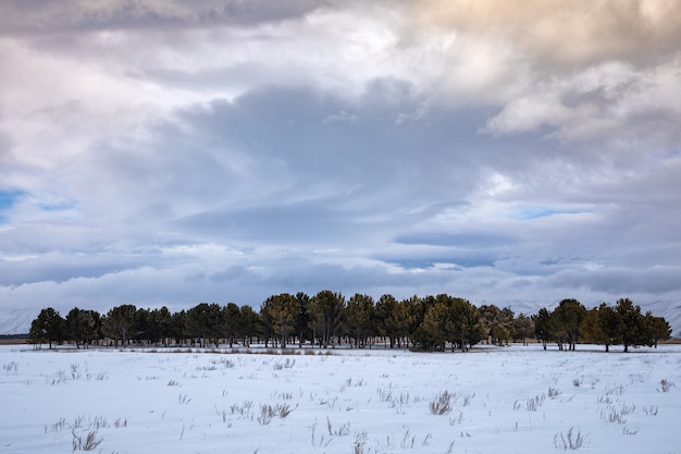 Photo trees in snowy landscape at the sunset