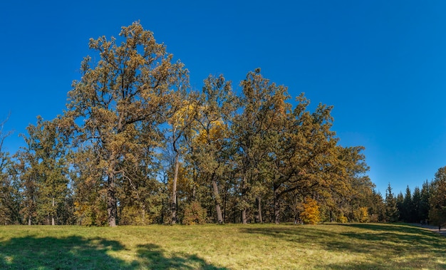 Trees in Sofiyivka Park in Uman, Ukraine