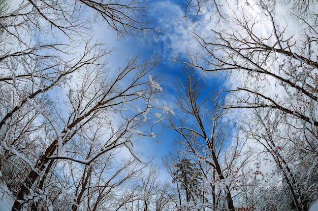 Trees soft focus forest woods landscape wide background wallpaper green sky clouds silhouettes