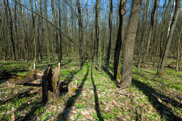 Trees in spring