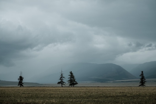 Trees stand in the fog against a mountain in the Altai Republic