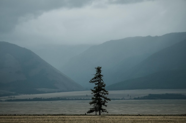 Trees stand in the fog against a mountain in the Altai Republic