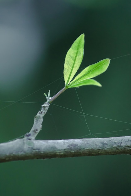 The trees in the summer will drop their leaves. to keep the plant from dying and starting new leaves When receiving water, the leaves begin to bloom more beautiful than before.