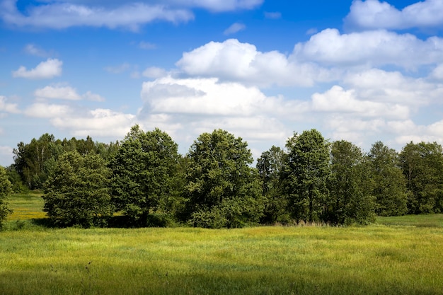 trees in the summer