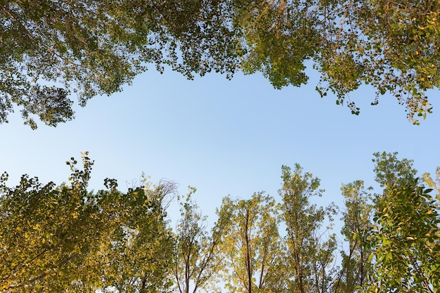 Trees surrounding the blue sky Copy space