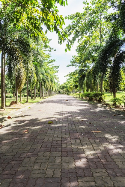 Trees and walkway in the park.