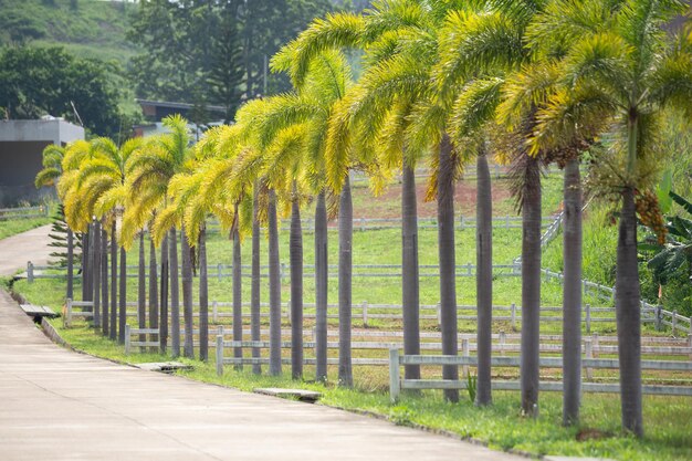 Trees and white concrete fence construction on the lawn