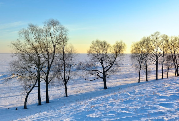 Trees on the winter shore The frozen shore of the Novosibirsk reservoir Novosibirsk Region Siberia