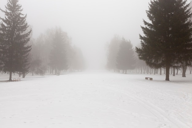 trees in winter