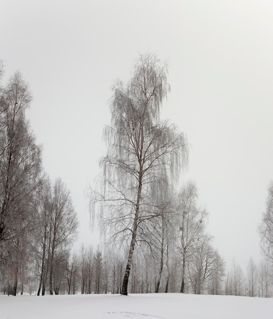 Trees in the winter