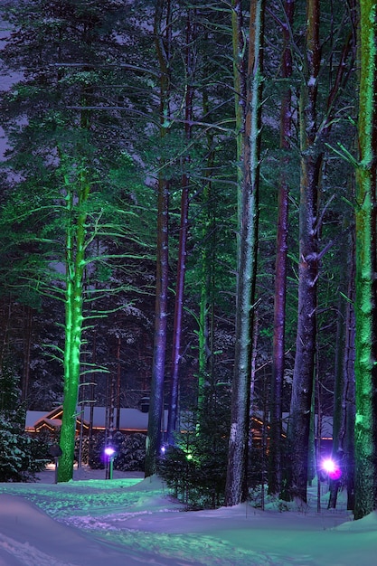 Trees with bright lights in the forest.