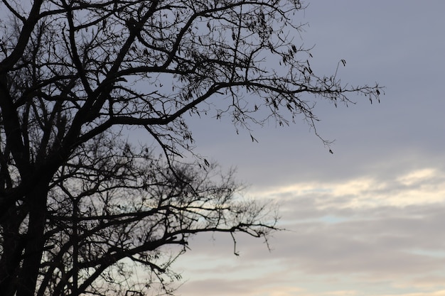 trees with a gray gloomy sky in the background