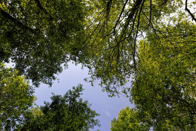 Trees with green foliage in a mixed forest