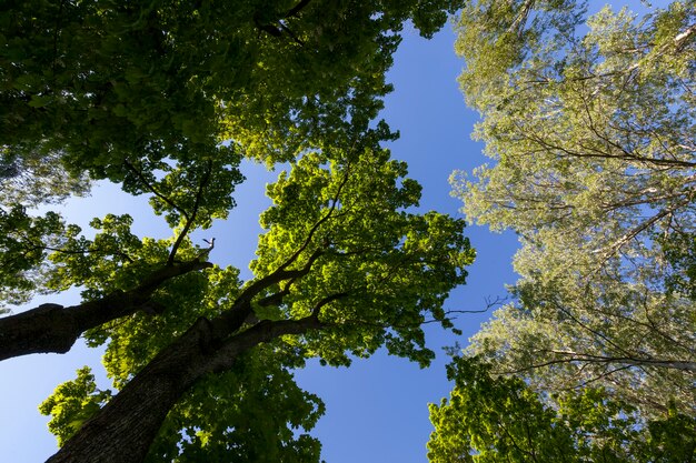 Trees with green foliage in the summer, the foliage of the trees is illuminated by bright sunlight