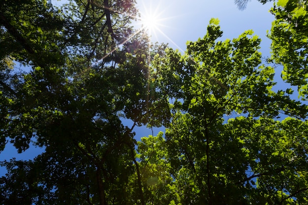 Trees with green foliage in the summer, the foliage of the trees is illuminated by bright sunlight