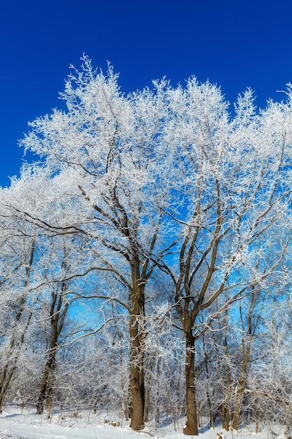 Trees with hoarfrost on the background of pure blue sky