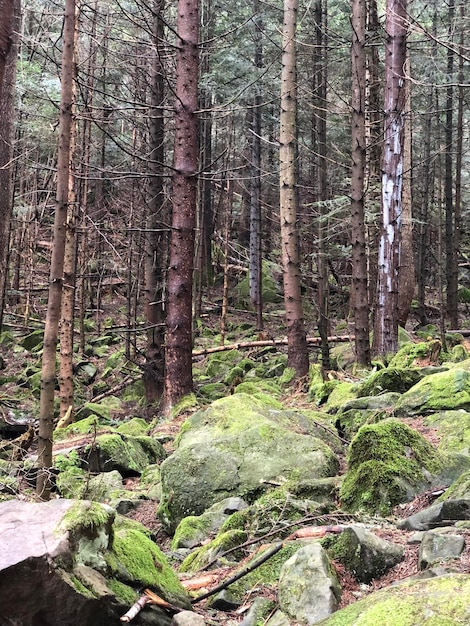 Trees with Many Stones