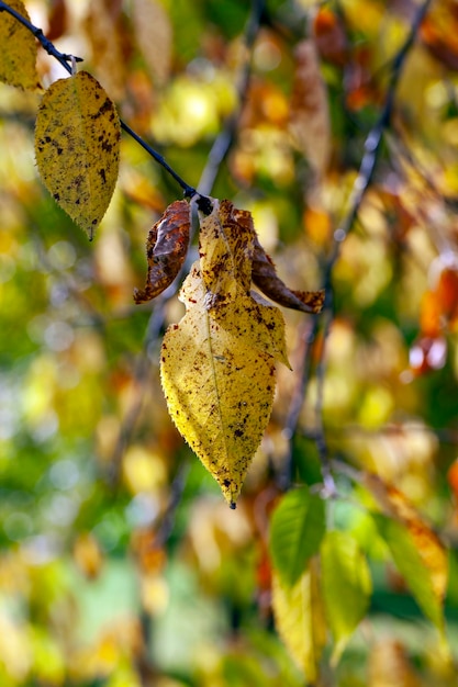 Trees with orange foliage in the autumn season