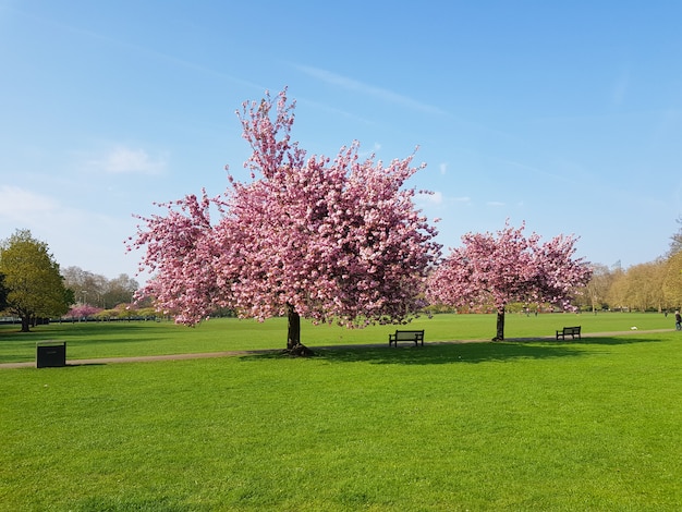 Trees with pink flowers in spring in Battersea park