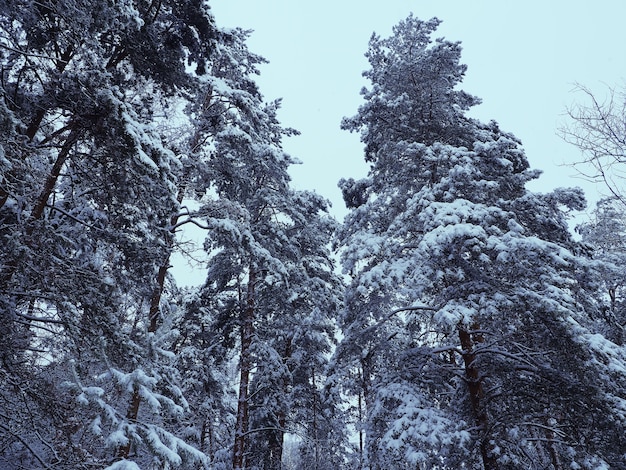 Trees with snow in winter park, snow-covered winter forest