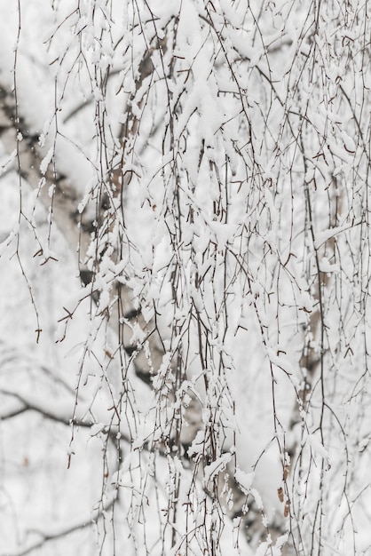 Trees with snow in winter park. Snowy day, cloudy sky.