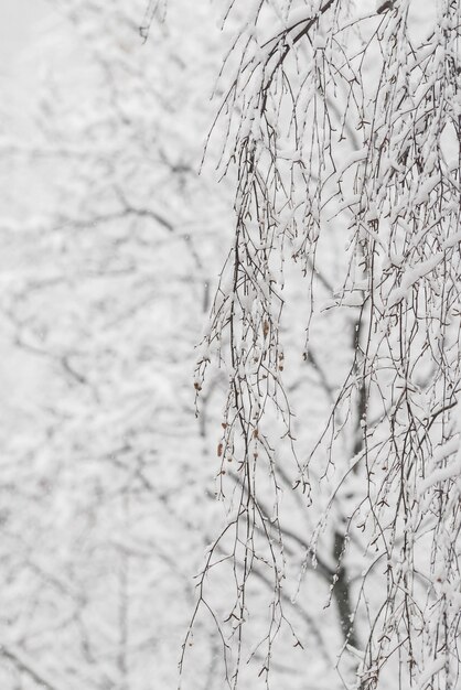 Trees with snow in winter park. Snowy day, cloudy sky.