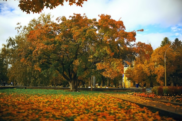 Trees with yellow foliage