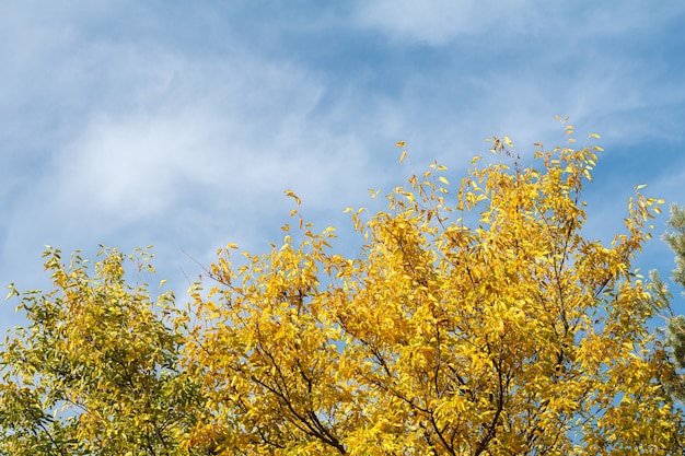 Trees with yellow and green leaves in the park