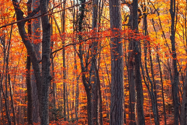 Trees with yellow leaves in autumn forest at sunset