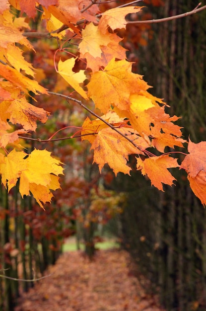 trees with yellow leaves in autumn park yellow red autumn maple foliage