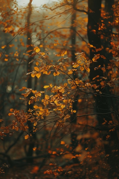 Trees with Yellow Leaves in Forest