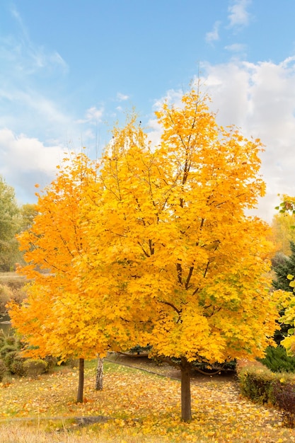 Trees with yellow leaves in the park