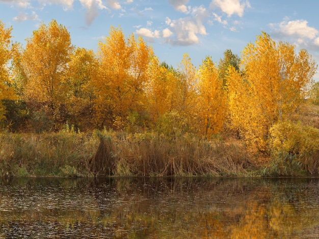 Trees with yellow leaves and their reflection on a water surface in the city park on a sunny autumn day. Colors of autumn