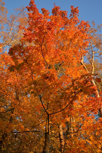 trees with yellow red leaves in autumn park