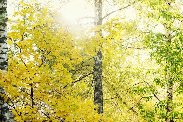 Trees with yellowed foliage in a beautiful autumn park on a sunny day.