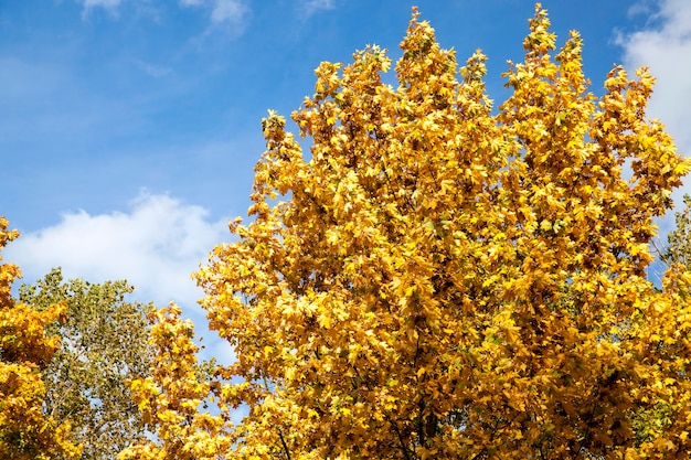 Trees with yellowed maple leaves in autumn season. The photo was taken close up, in the background one can see the blue sky. Early autumn sunshine