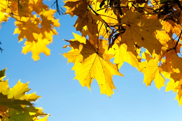 Trees with yellowed maple leaves in autumn season