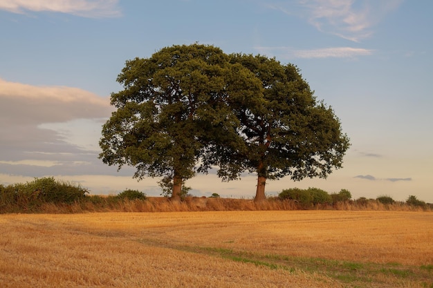 Trees in a yellow field